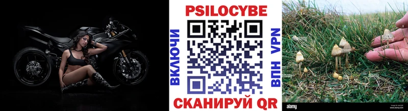 Галлюциногенные грибы мицелий  Камбарка 